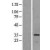 Western Blot: HSD17B6 Lysate [NBL1-11729] - Western Blot experiments.  Left-Control; Right -Over-expression Lysate for HSD17B6.